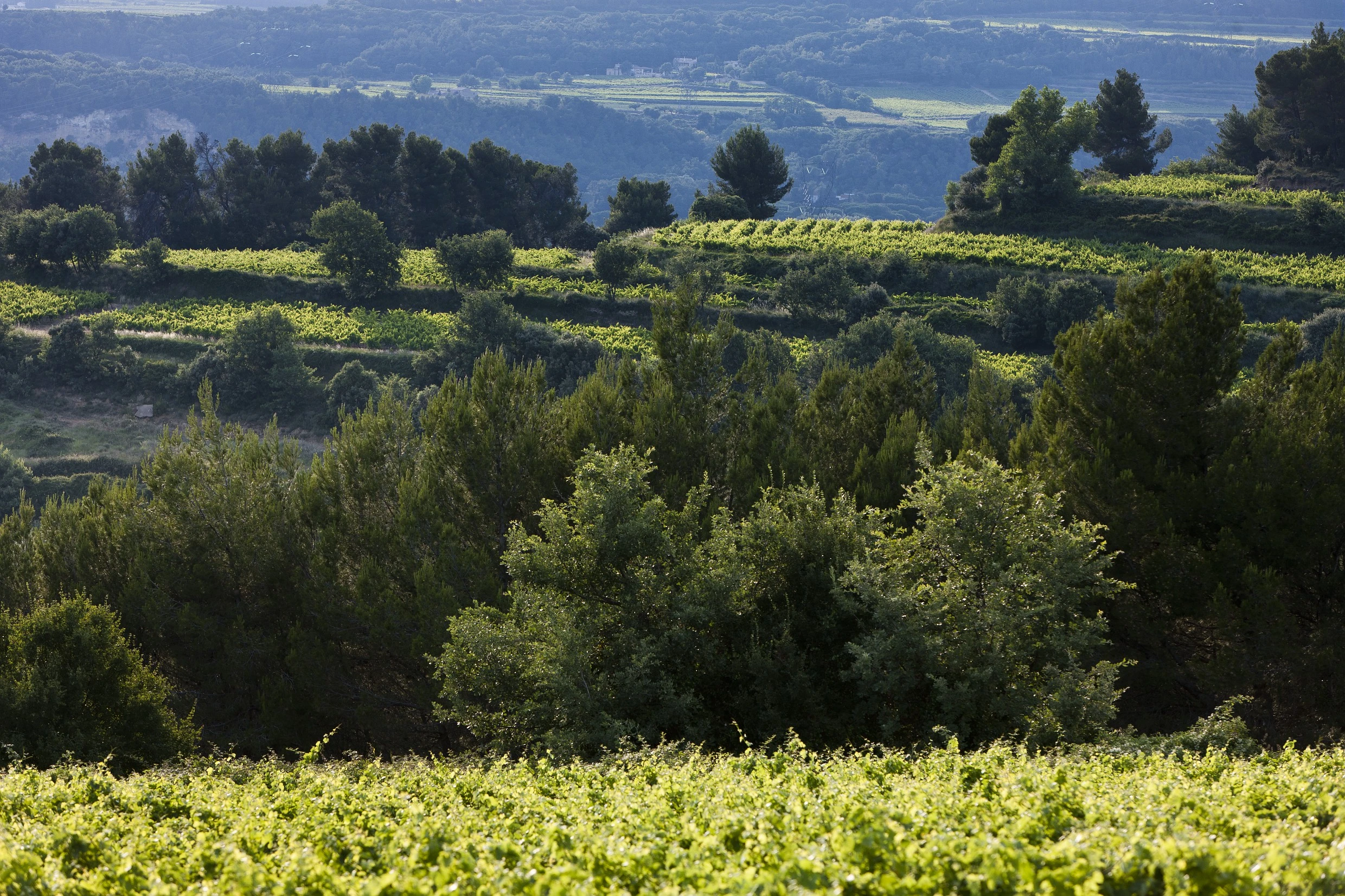 ARBRES-C-Grilhé-65 Arbres dans les vignes de Côtes du Rhône @Christophe Grilhé