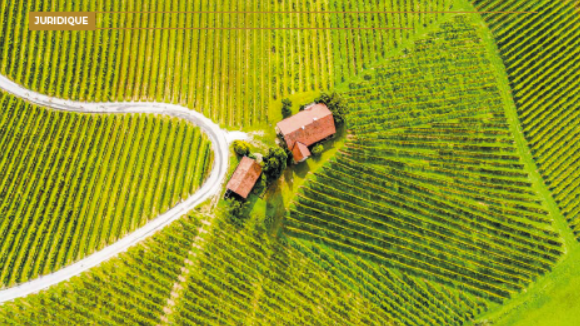 Capture-d_écran-2025-05-22-132845 Domaine viticole dans les vignes