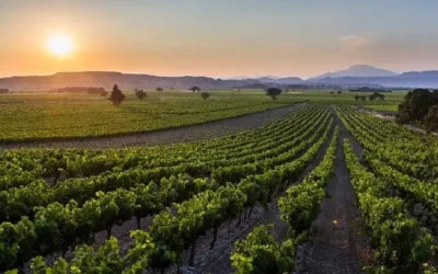 [CDRV Sainte-Cécile les Vignes] Modernisation du réseau d’irrigation