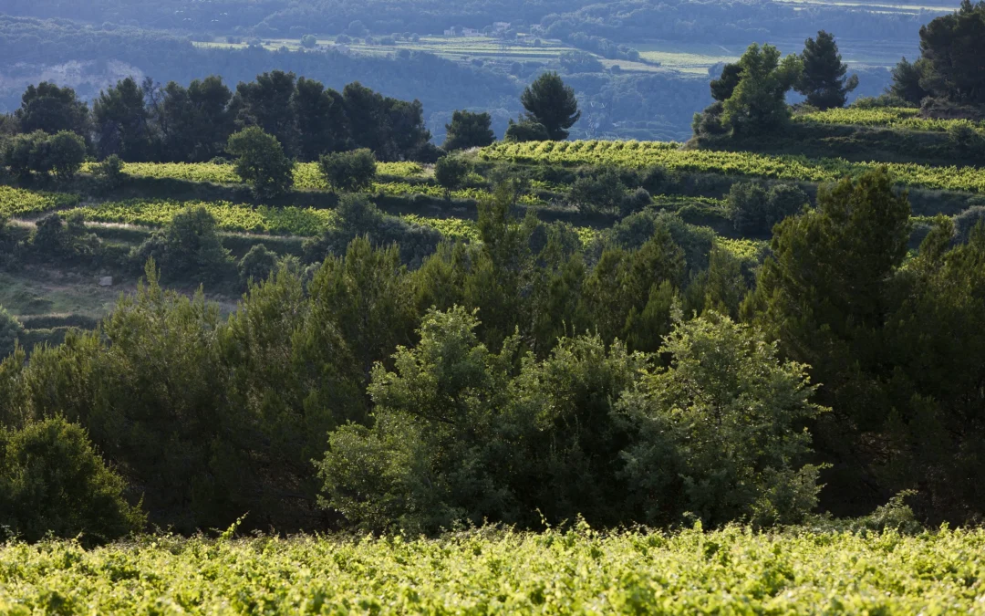 L’agroforesterie viticole en zone méditerranéenne : quels bénéfices ?